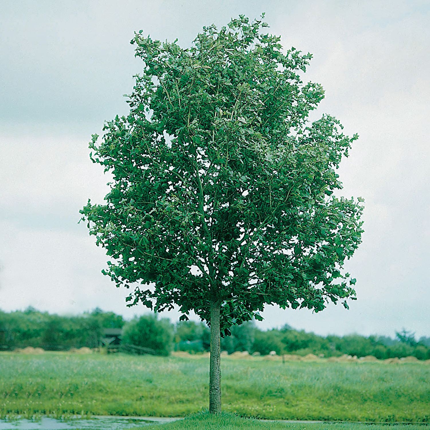 Pryndnadsträd Skogslönn Omnia Garden 350-450 cm Frilandsodlat Högstamsträd med Grönt Lövverk