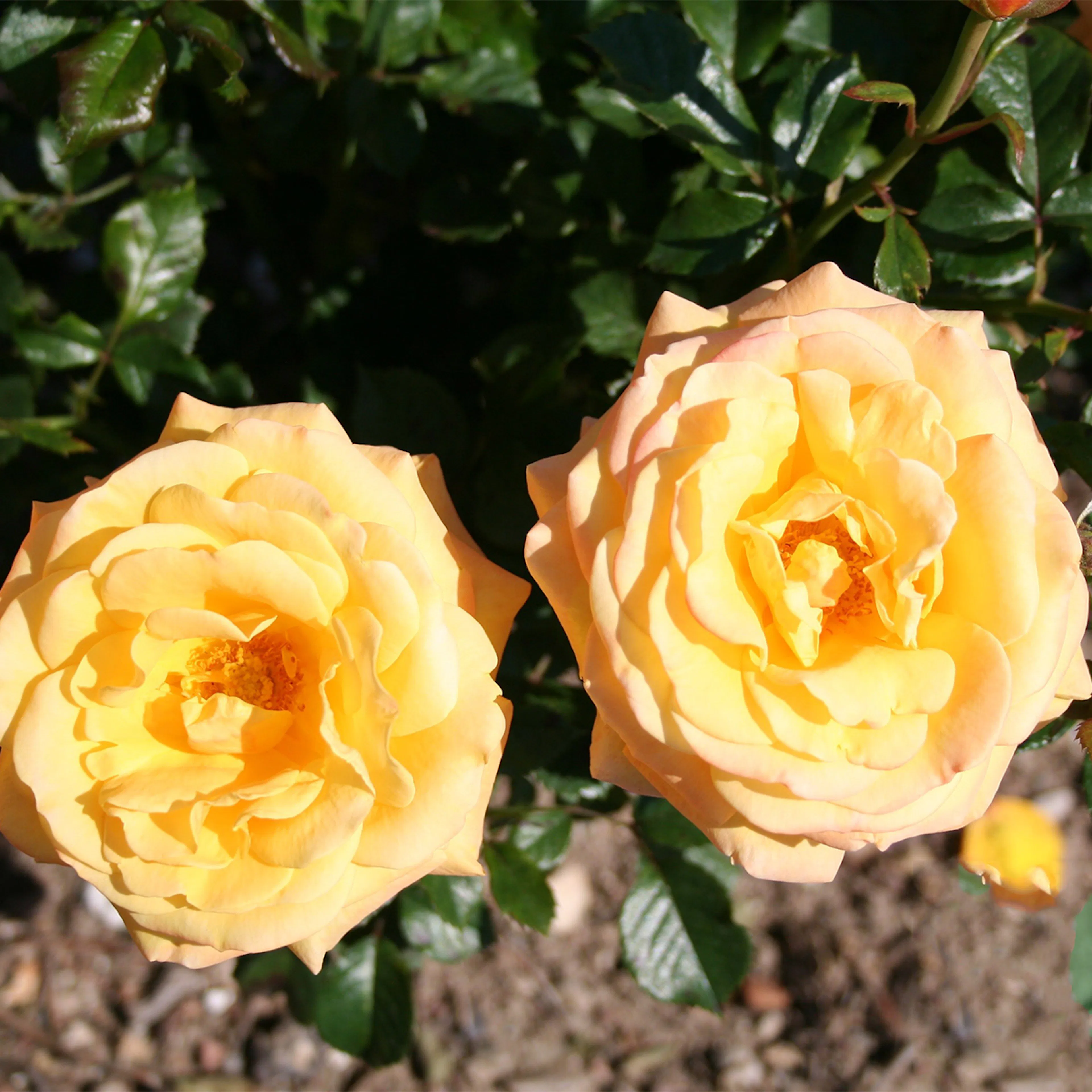 Flerblommig Rabattros Omnia Garden Amber Flush