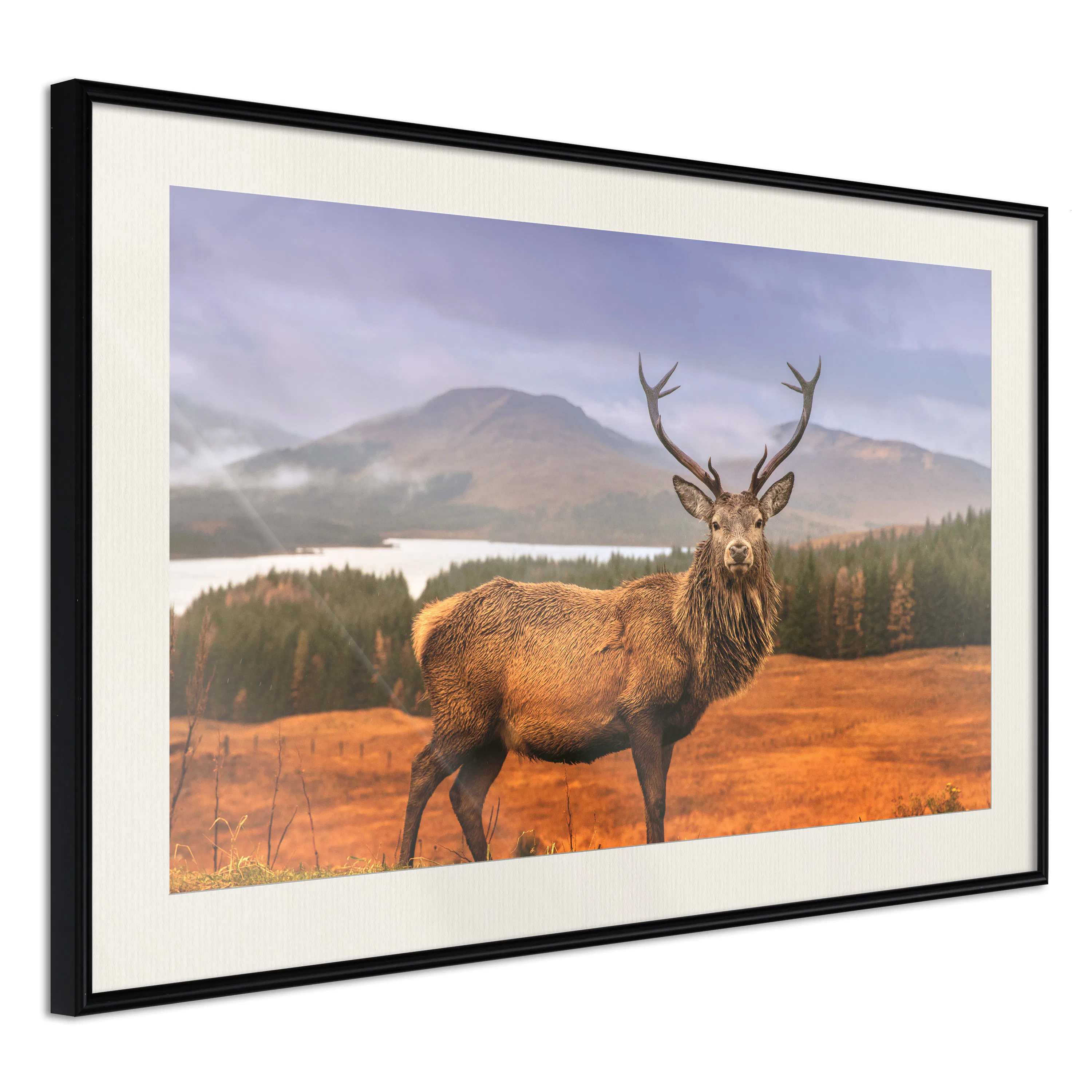 Poster Artgeist Affisch Scottish Stag