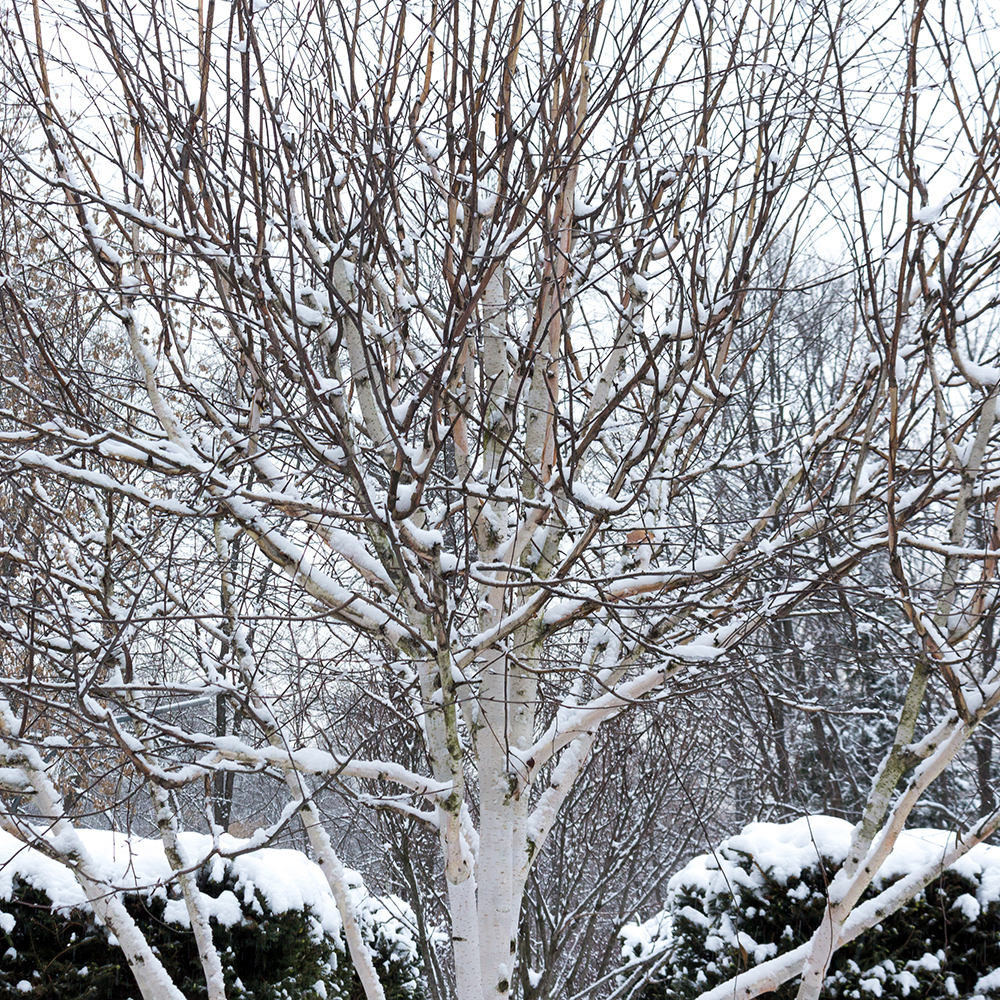 Prydnadsträd Omnia Garden Himalajabjörk, Gröna Lövverk & Gul Blomning, 150-200 cm