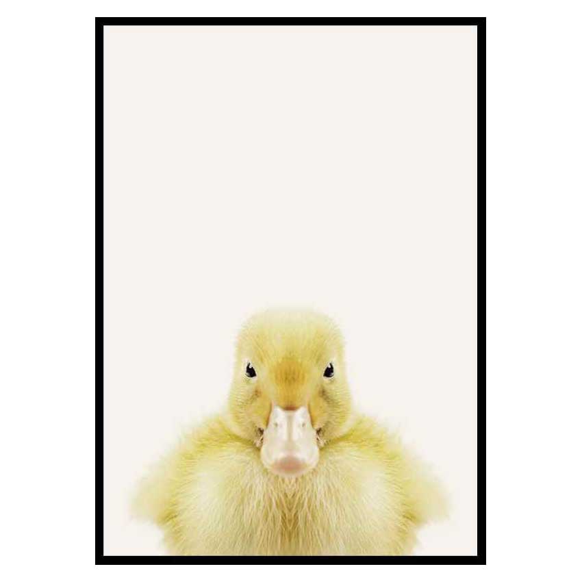 Poster Gallerix Baby Duck