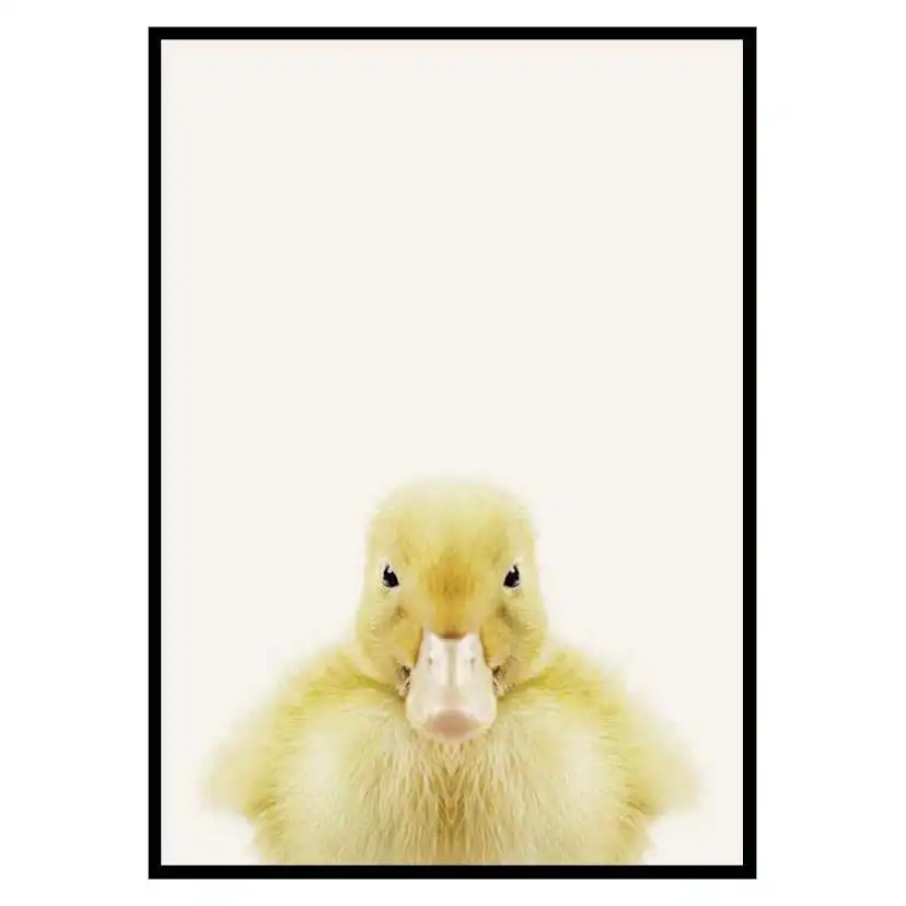 Poster Gallerix Baby Duck