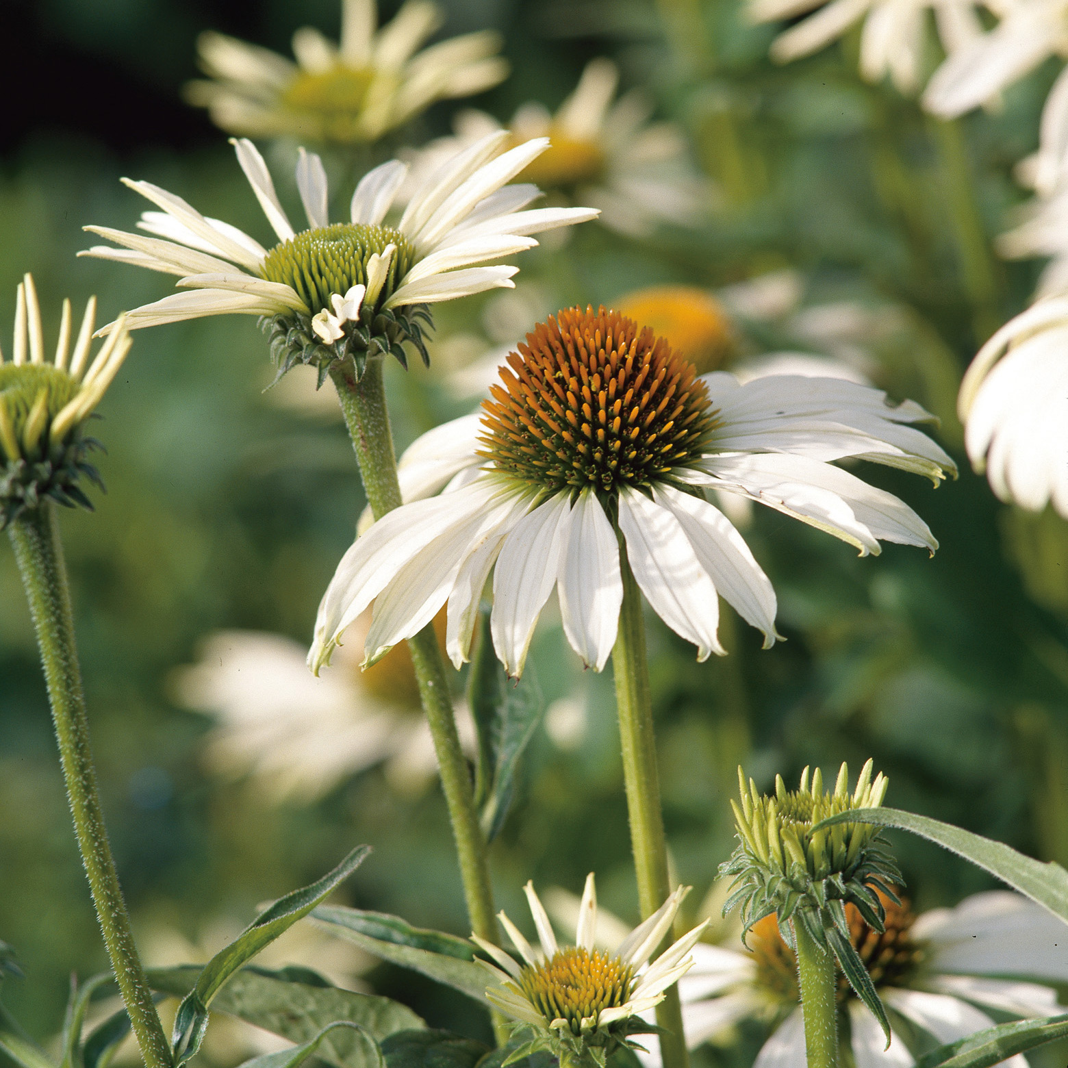 Perenn Omnia Garden Solhatt Rudbeckia Alba