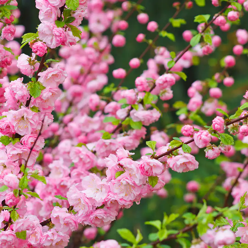 Prydnadsträd Rosenmandel Omnia Garden Rosa Blomning 100-120 cm med Grönt Lövverk
