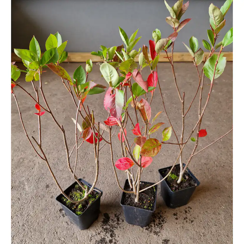Buske Omnia Garden Slånaronia Elata 20-40 cm Krukodlade