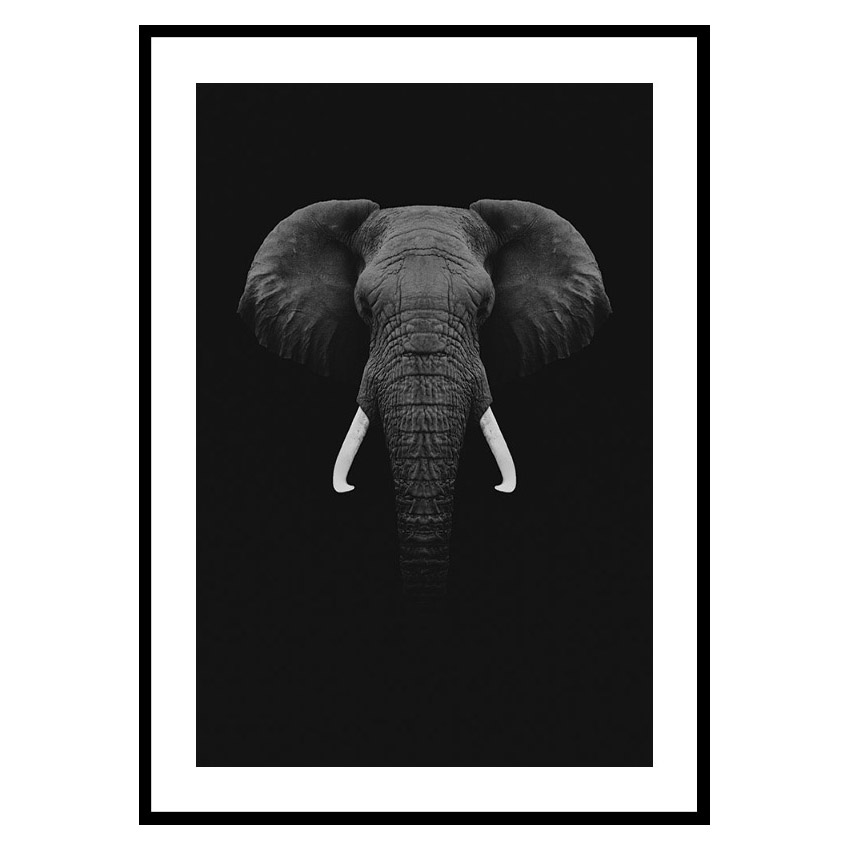 Poster Gallerix Black Elephant