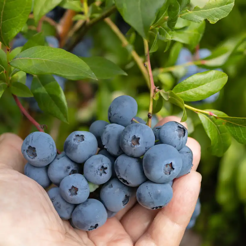 Bärbuske Omnia Garden Amerikanskt Blåbär Vaccinium Corymbosum Alfred E