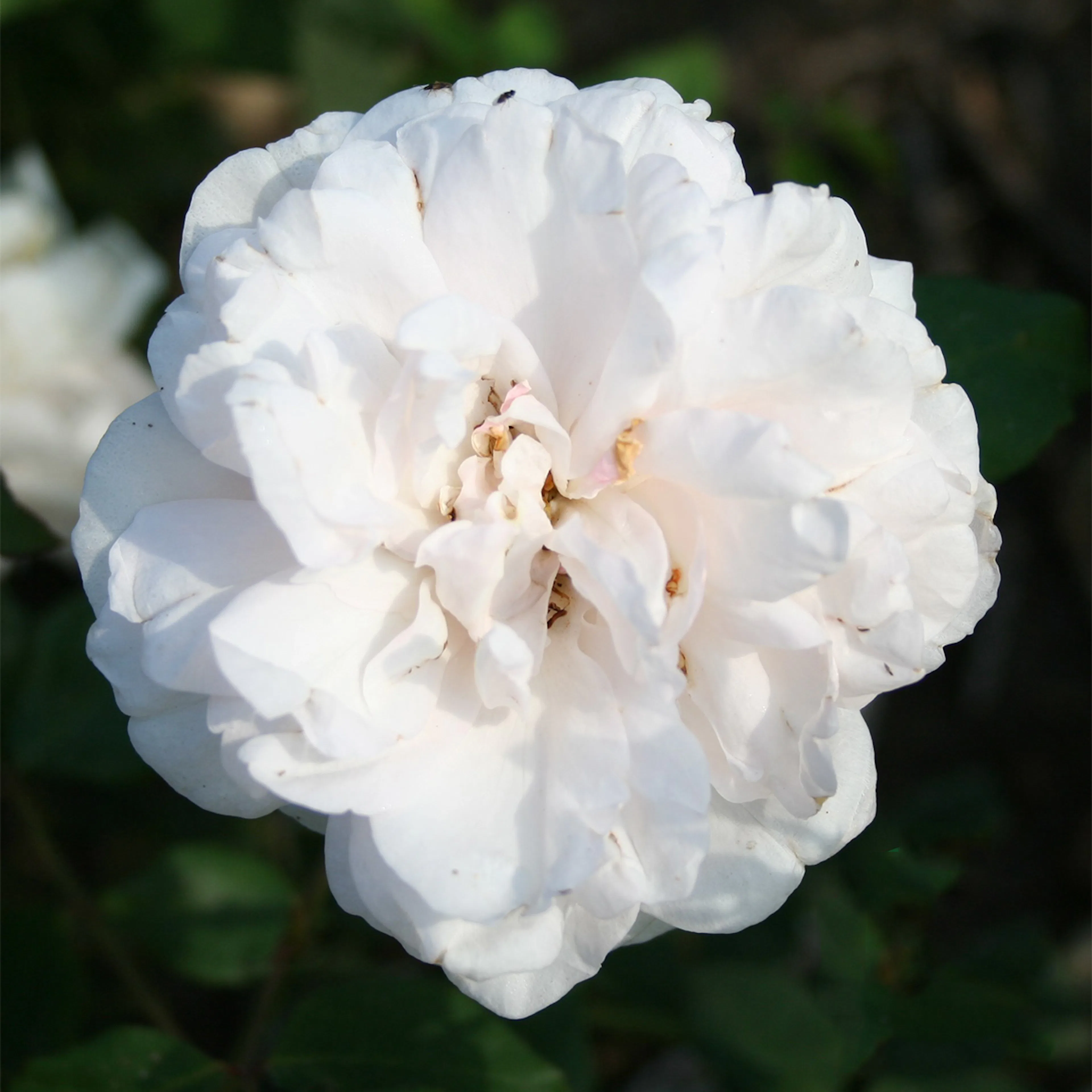 Storblommig Buskros Omnia Garden Mme Alfred Carriere