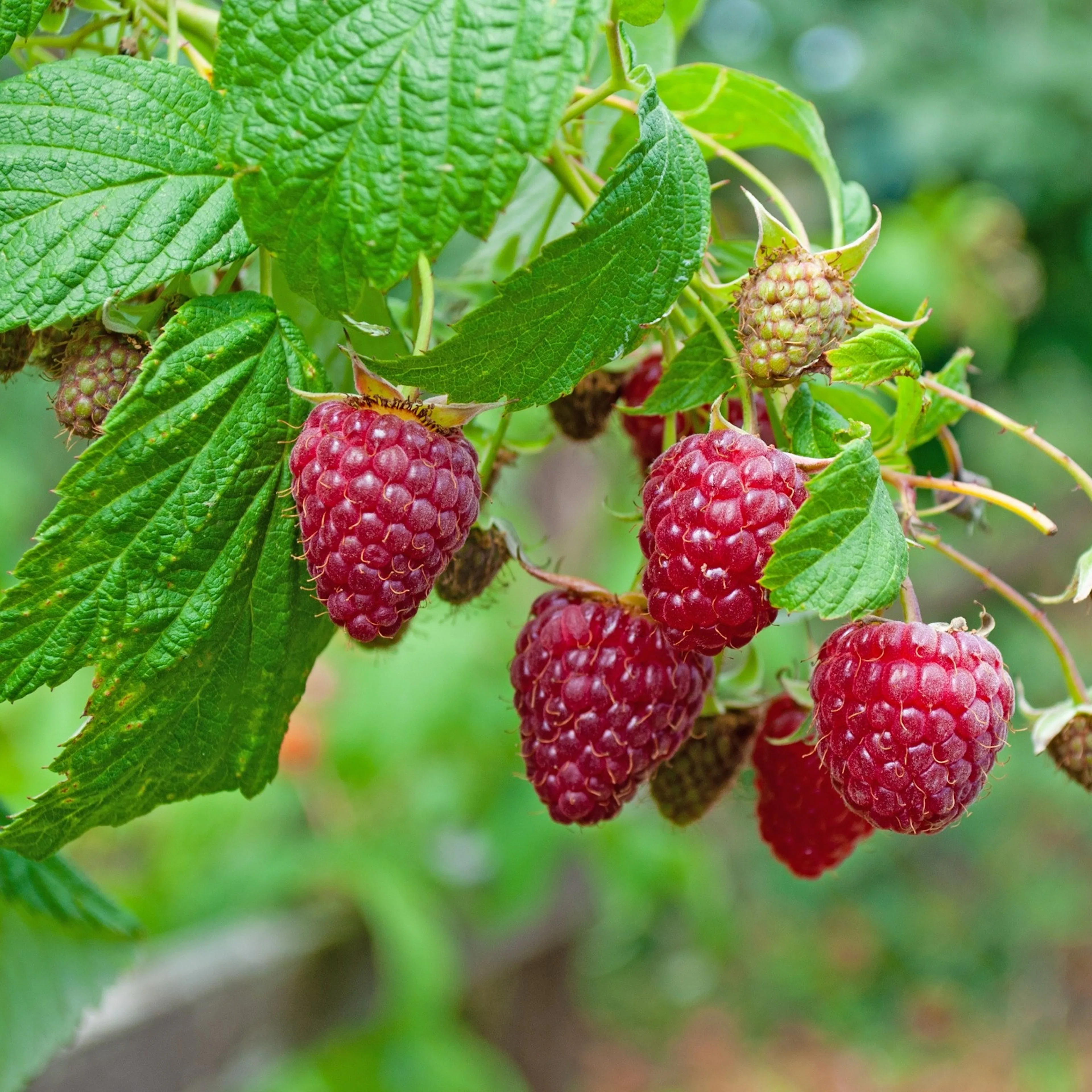 Rubus (Hösthallon) 'Autumn Bliss' E, 1-pack 1-Pack