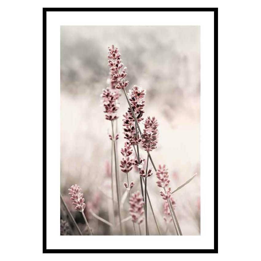 Poster Gallerix Dried Plants No4