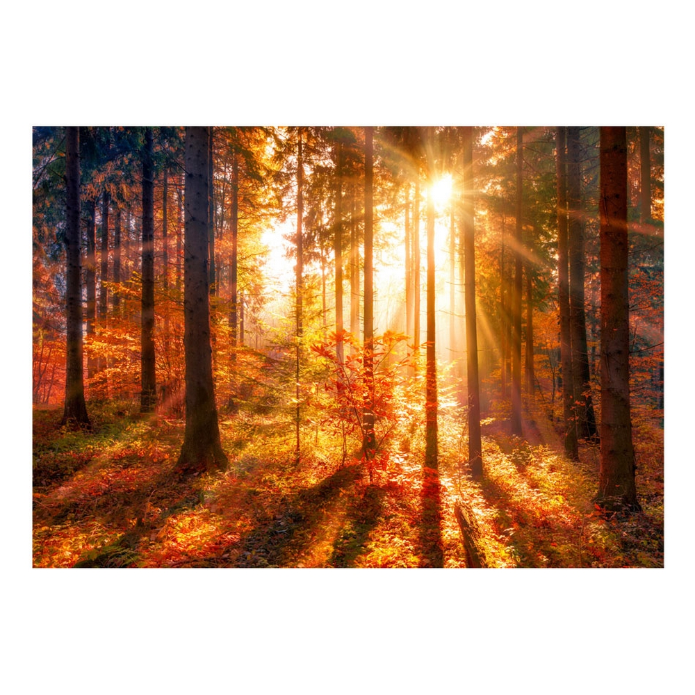 Fototapet Arkiio Självhäftande Autumnal Time