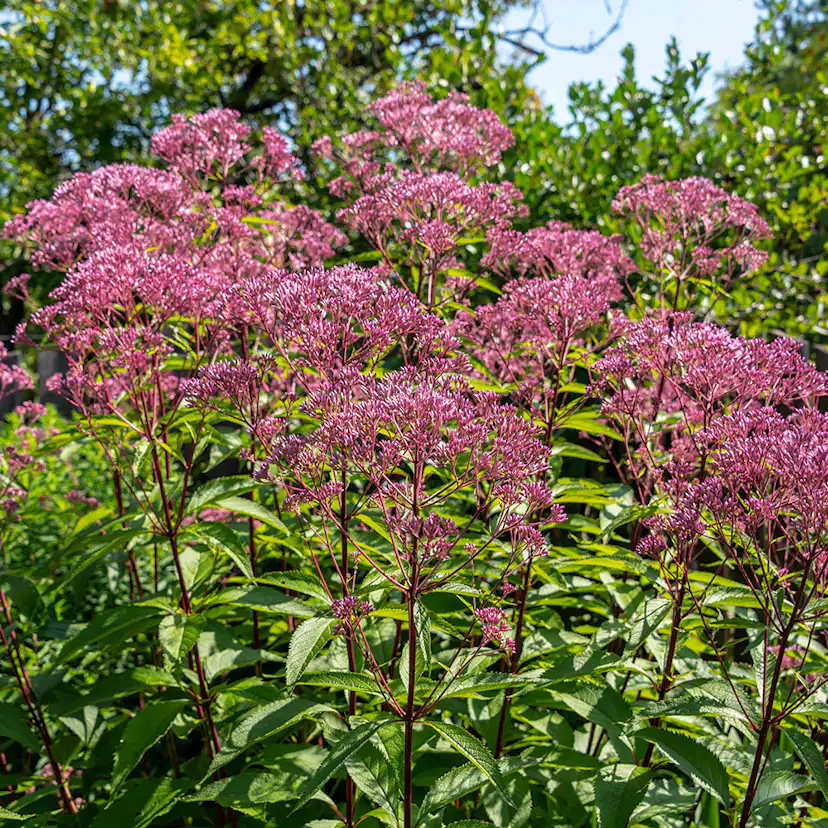Perenn Omnia Garden Fläckflockel Atropurpureum Rosenflockel