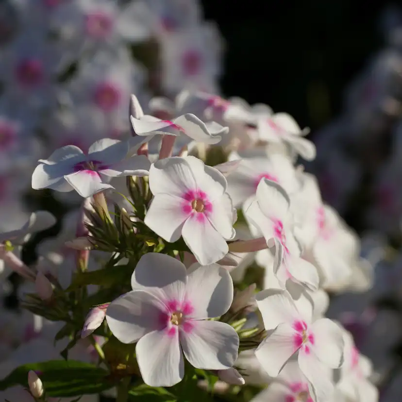 Perenn Omnia Garden Höstflox Ingeborg Från Nybro