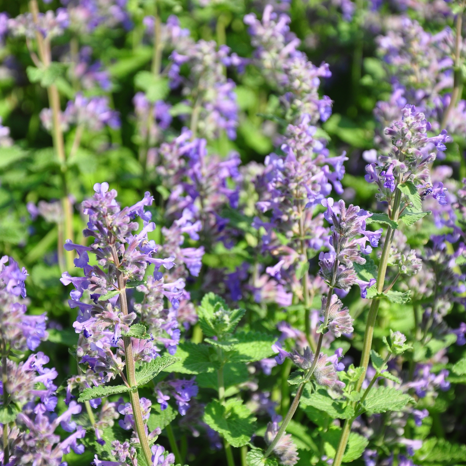 Perenn Omnia Garden Stenkyndel