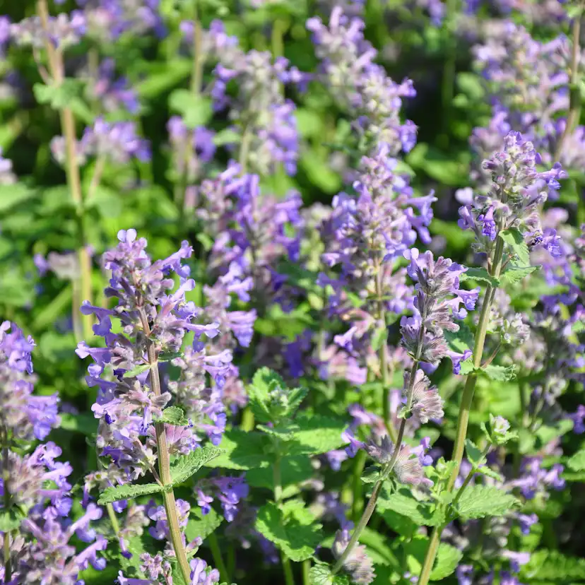 Perenn Omnia Garden Stenkyndel