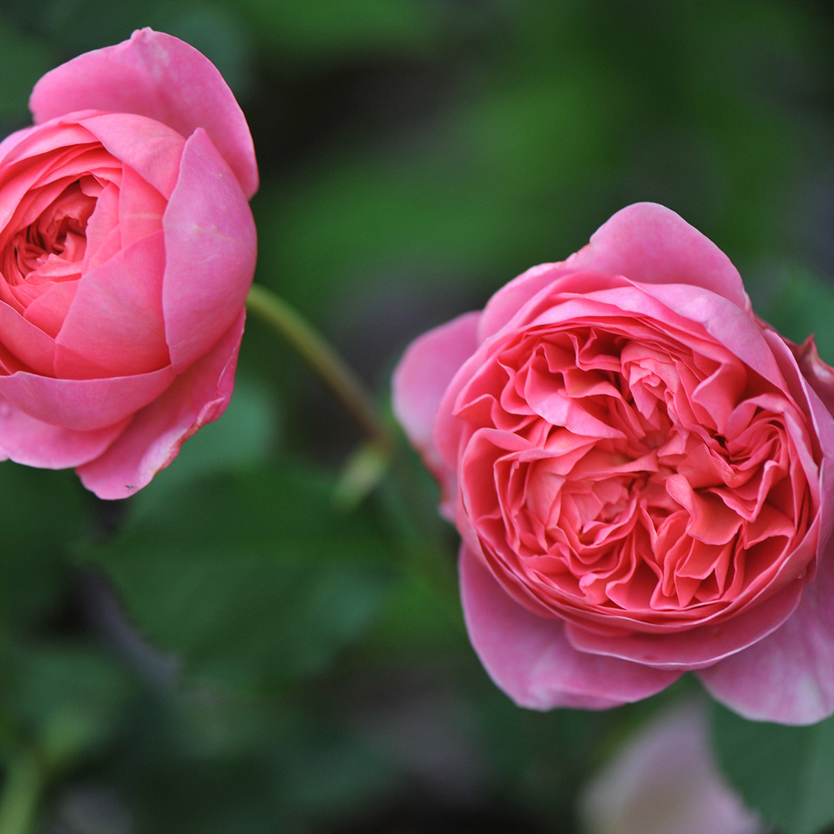 Flerblommig Buskros Omnia Garden Boscobel