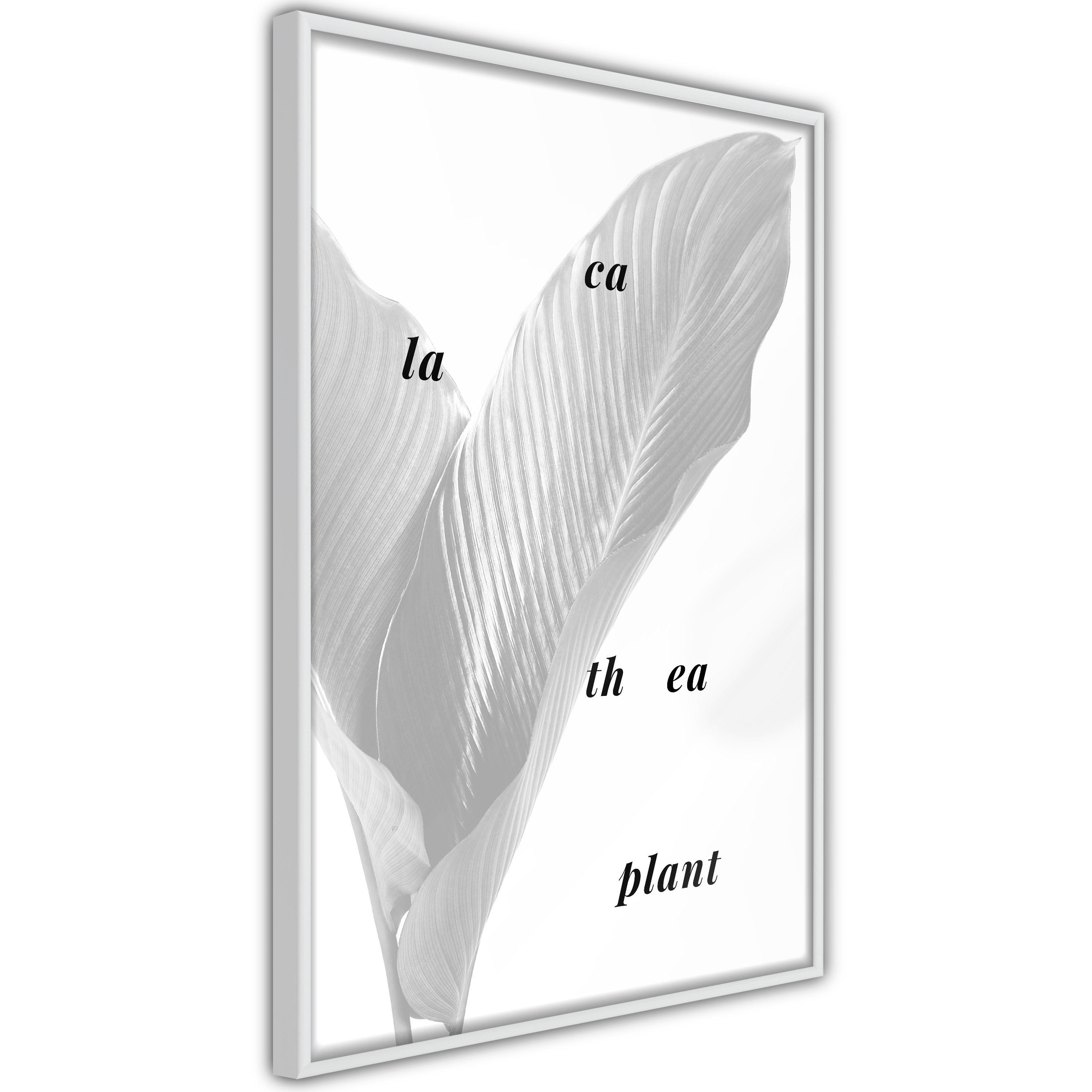 Poster Artgeist Affisch Calathea Plant