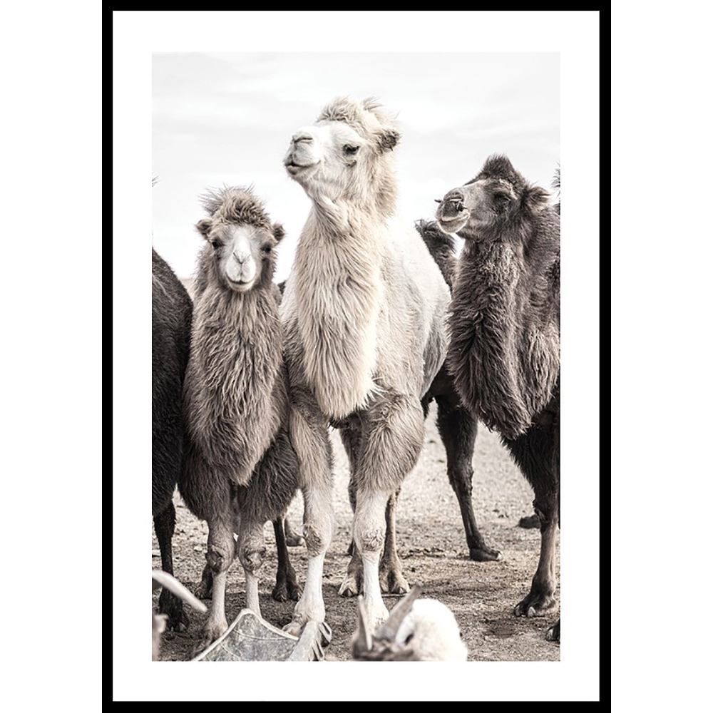 Poster Gallerix Camels