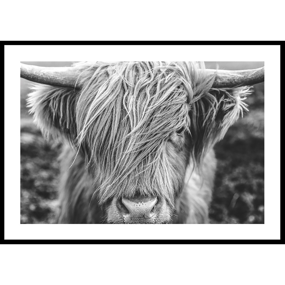 Poster Gallerix Highland Cow B&W