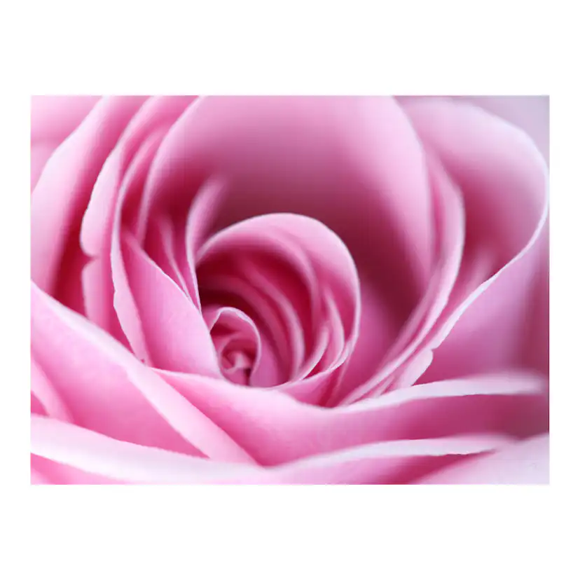 Fototapet Arkiio Rosa Ros