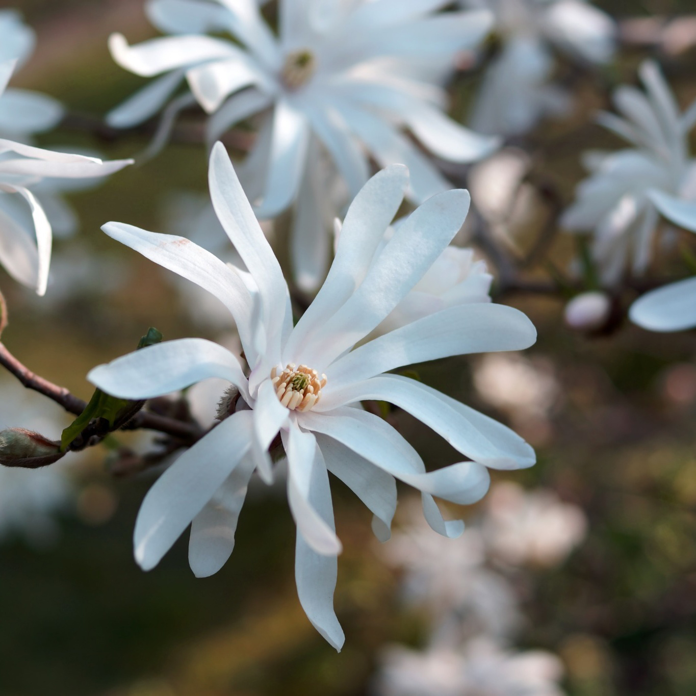 Prydnadsbuske Omnia Garden Stjärnmagnolia 80-100 cm