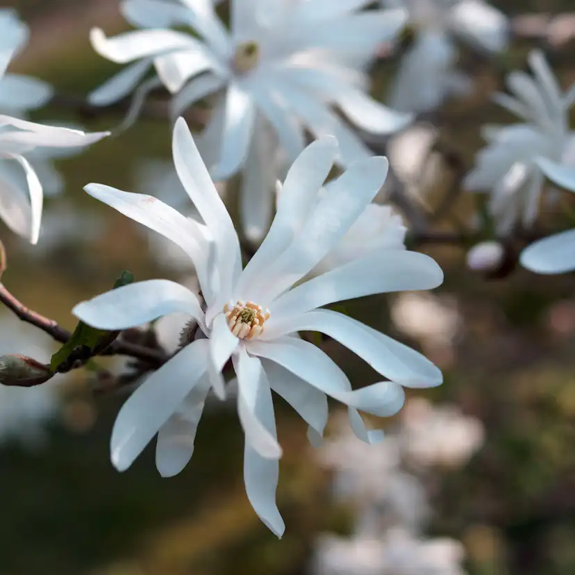 Prydnadsbuske Omnia Garden Stjärnmagnolia 80-100 cm