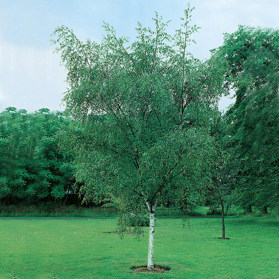 Vårtbjörk Omnia Garden 60-100 cm