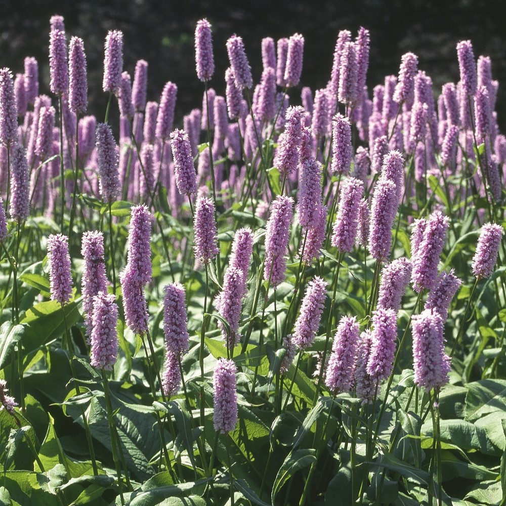 Perenn Omnia Garden Stor Ormrot