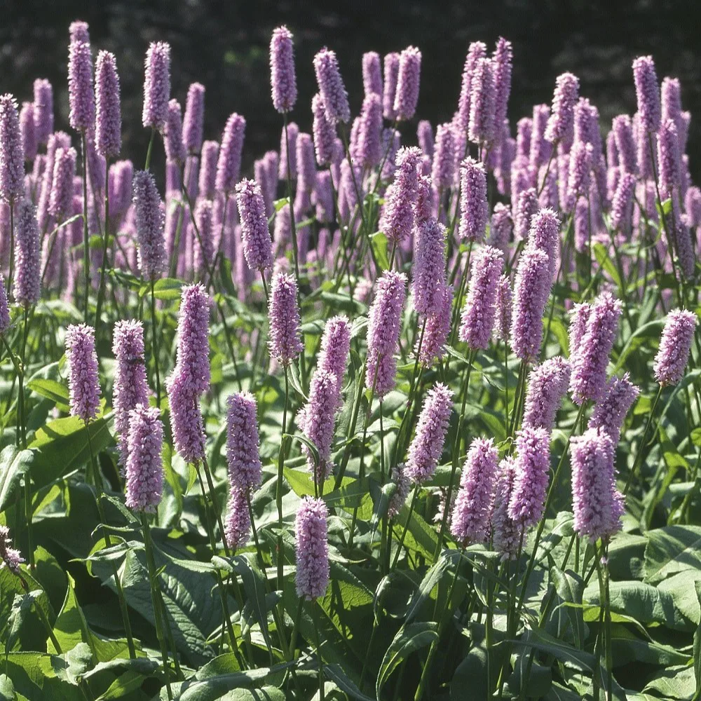Perenn Omnia Garden Stor Ormrot