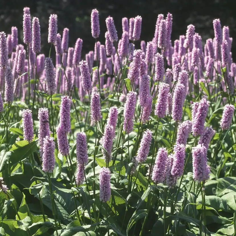 Perenn Omnia Garden Stor Ormrot
