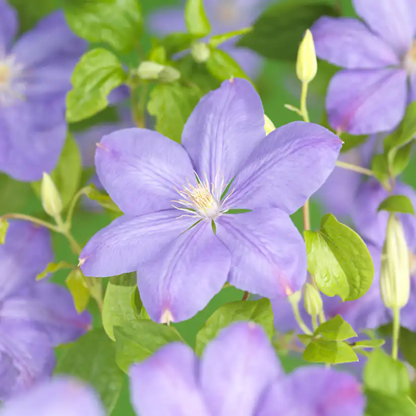 Klätterväxt Violettrosa Jackmanii Klematis Omnia Garden 40-60 cm
