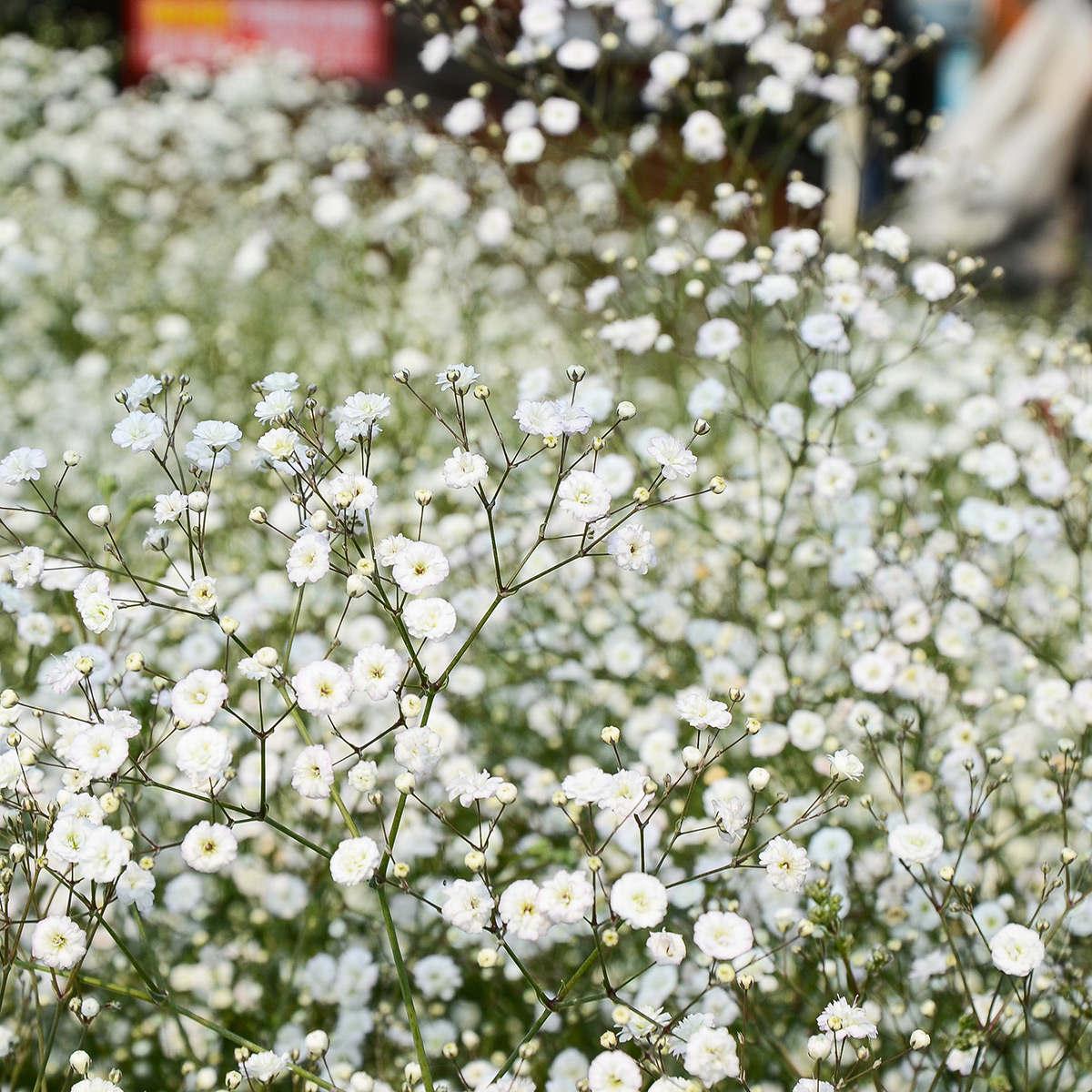 Prydnadsperenn Omnia Garden Brudslöja