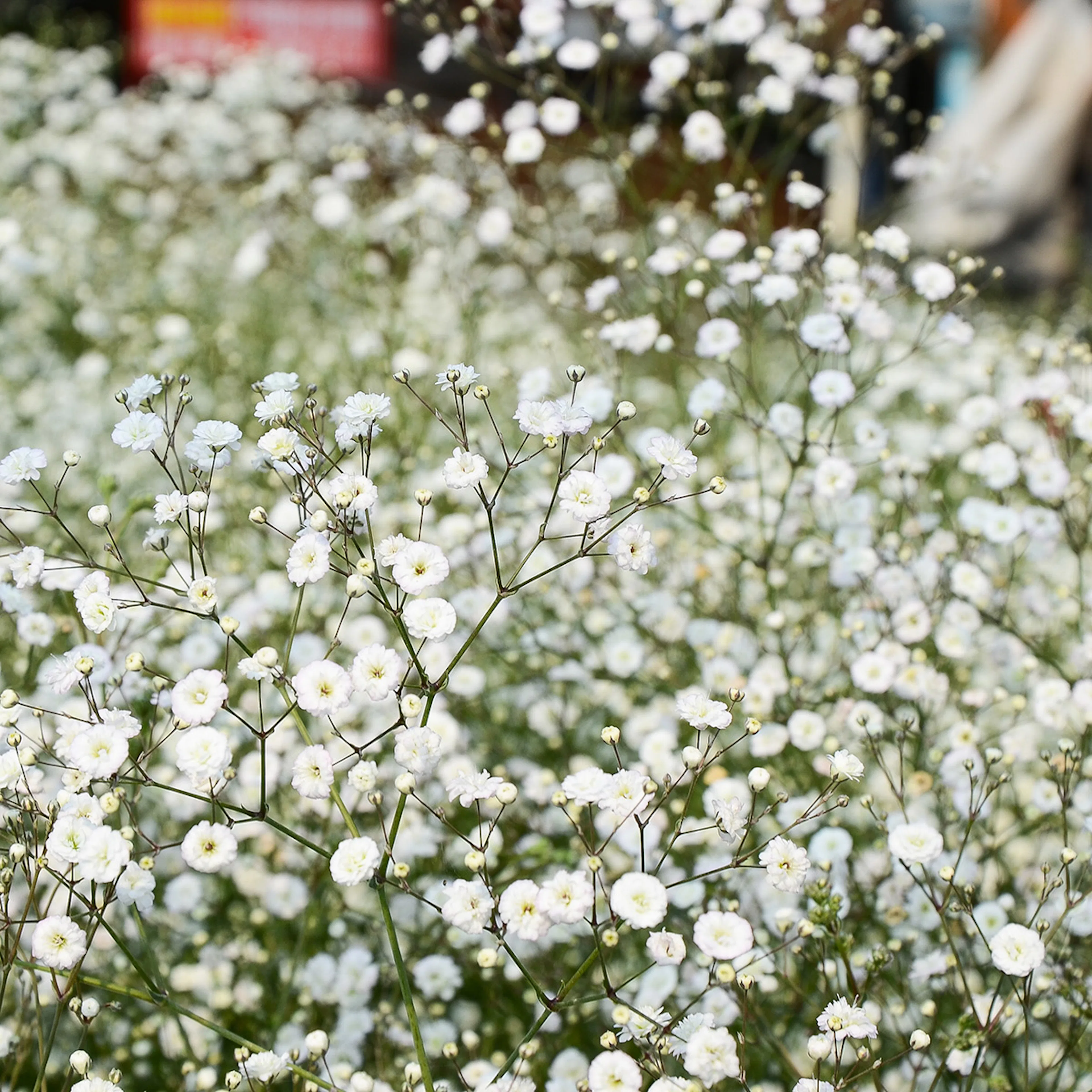Prydnadsperenn Omnia Garden Brudslöja