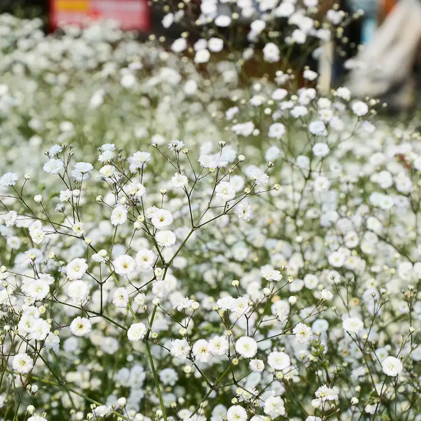 Prydnadsperenn Omnia Garden Brudslöja