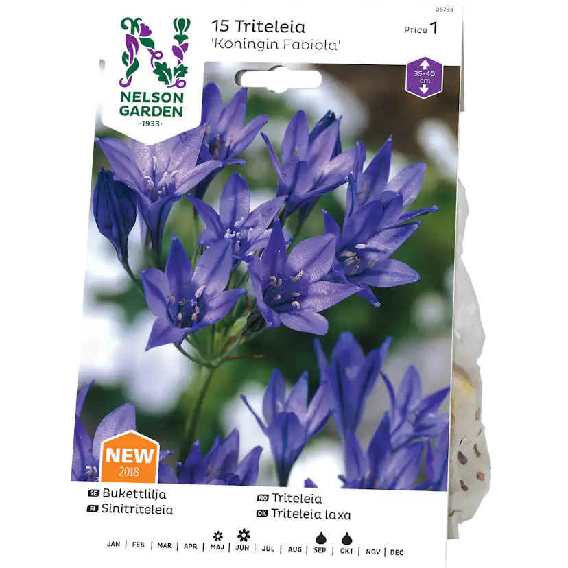 Bukettlilja Nelson Garden Koningin Fabiola