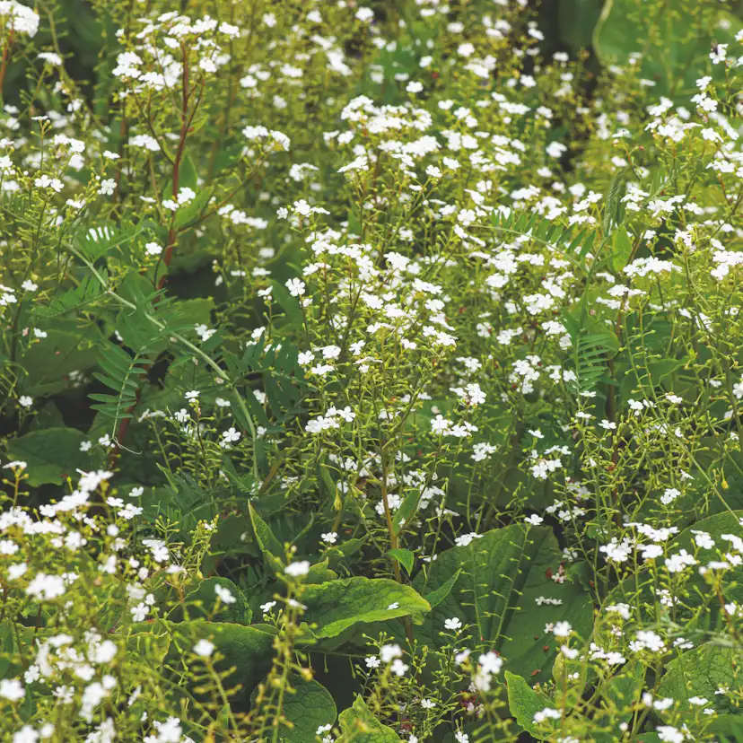 Perenn Omnia Garden Kaukasisk Förgätmigej Betty Bowring