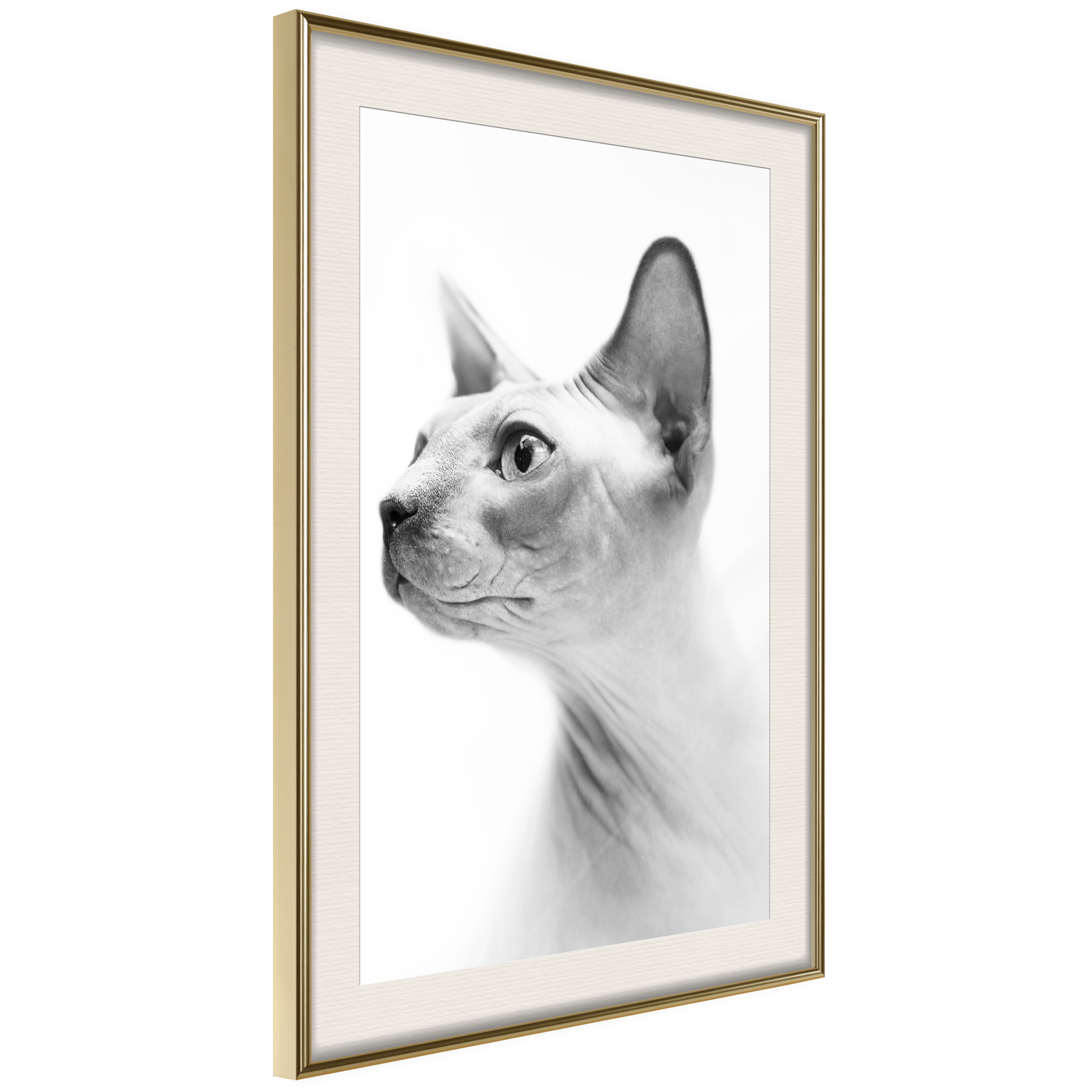 Poster Artgeist Affisch Hairless Cat