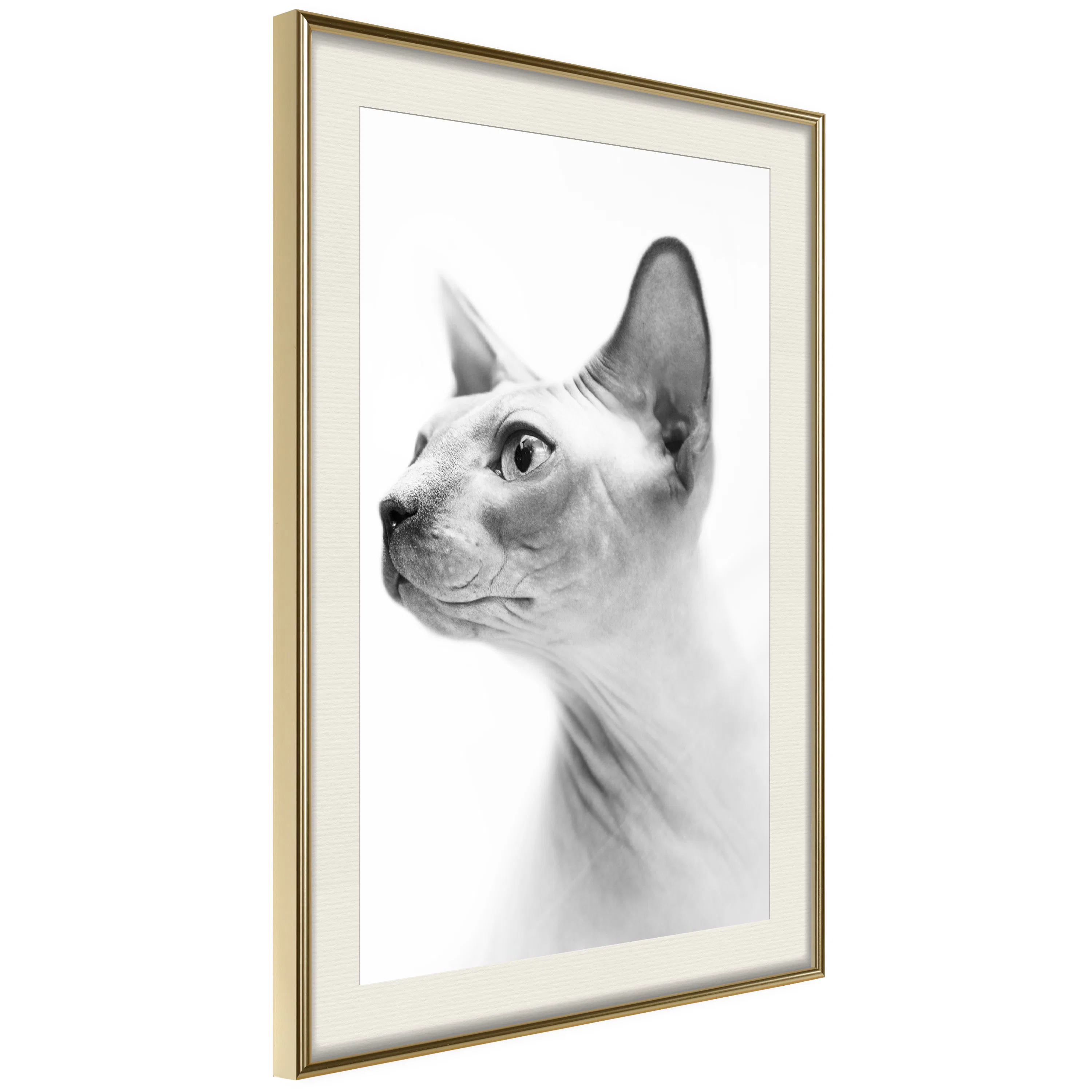Poster Artgeist Affisch Hairless Cat