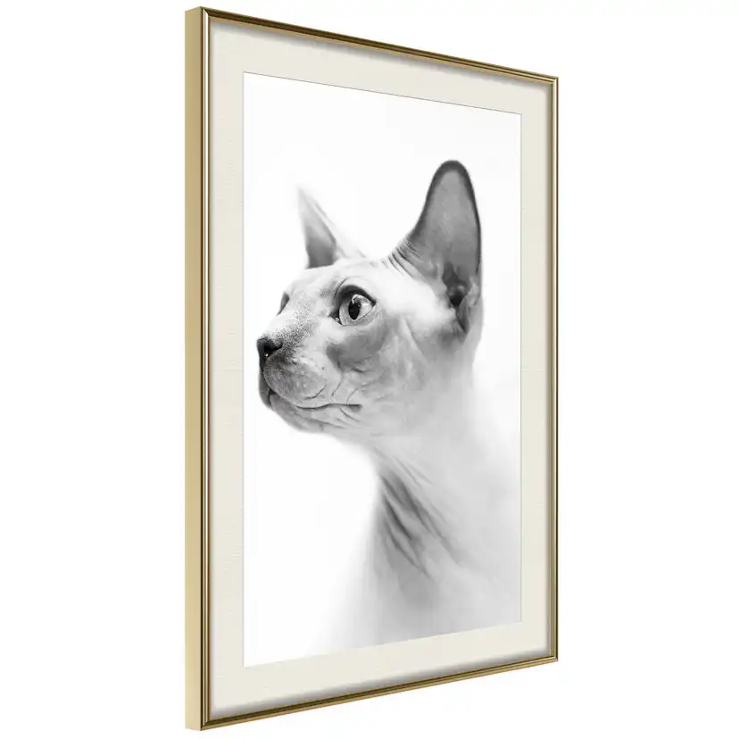 Poster Artgeist Affisch Hairless Cat