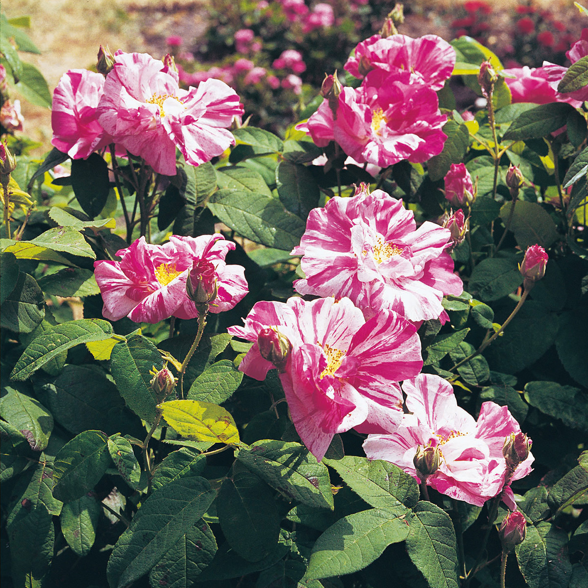 Storblommig Buskros Omnia Garden Mundi