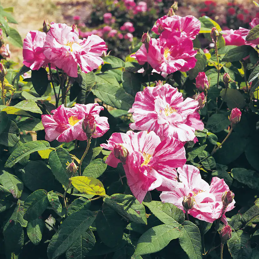 Storblommig Buskros Omnia Garden Mundi