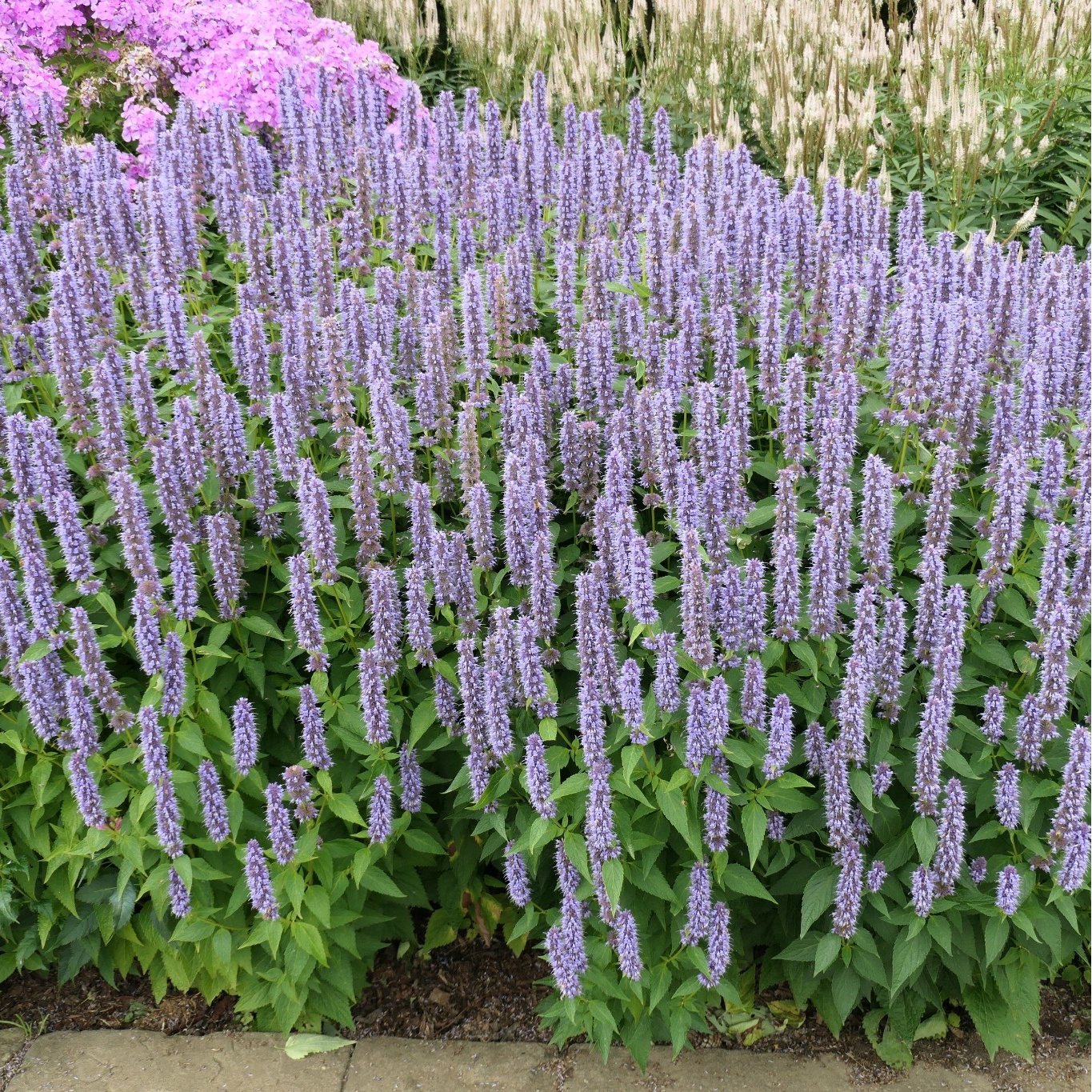 Perenn Omnia Garden Perennpaket Sommarkänsla