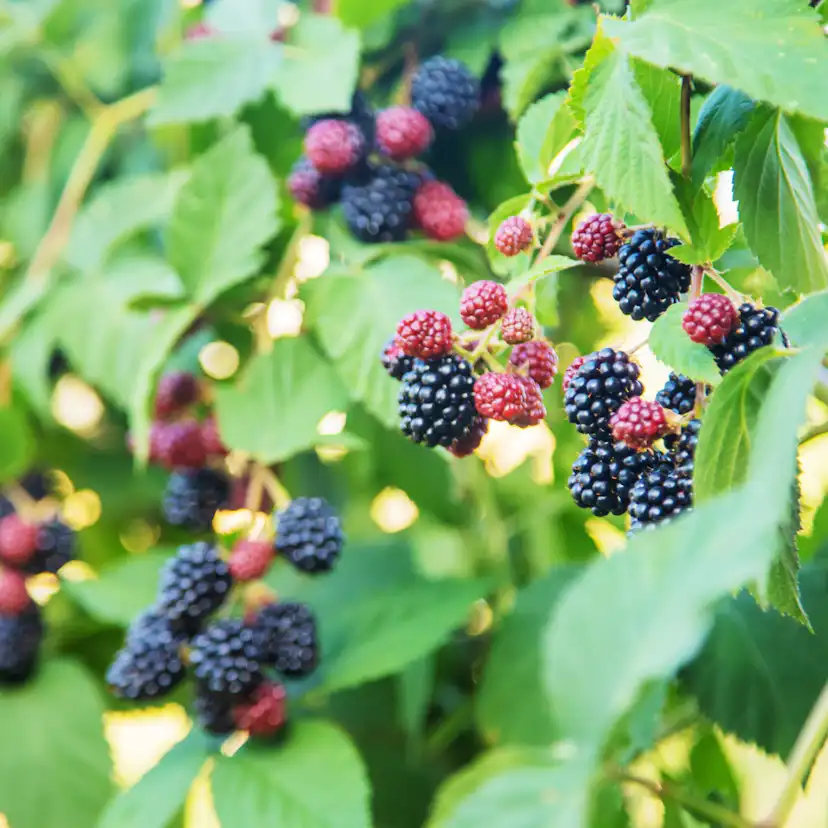 Bärbuske Omnia Garden Trädgårdsbjörnbär Loch Tay E