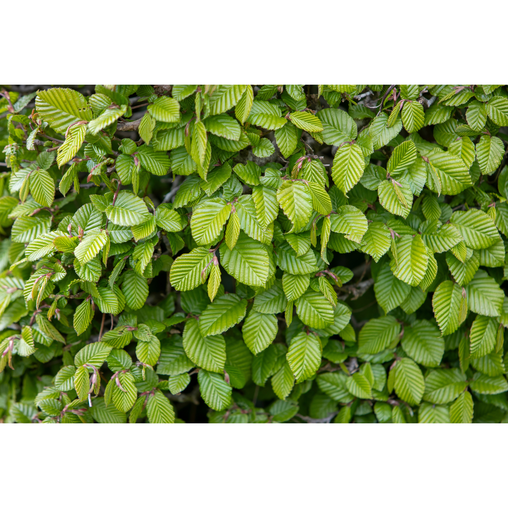 AvenBok Omnia Garden 20-40 cm Krukodlade