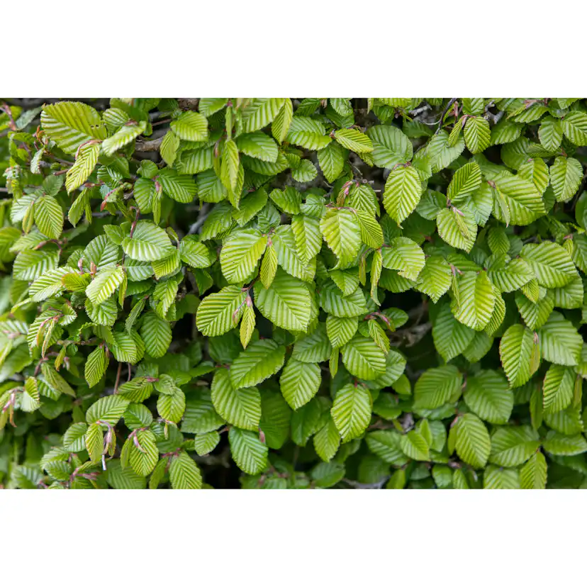 AvenBok Omnia Garden 20-40 cm Krukodlade