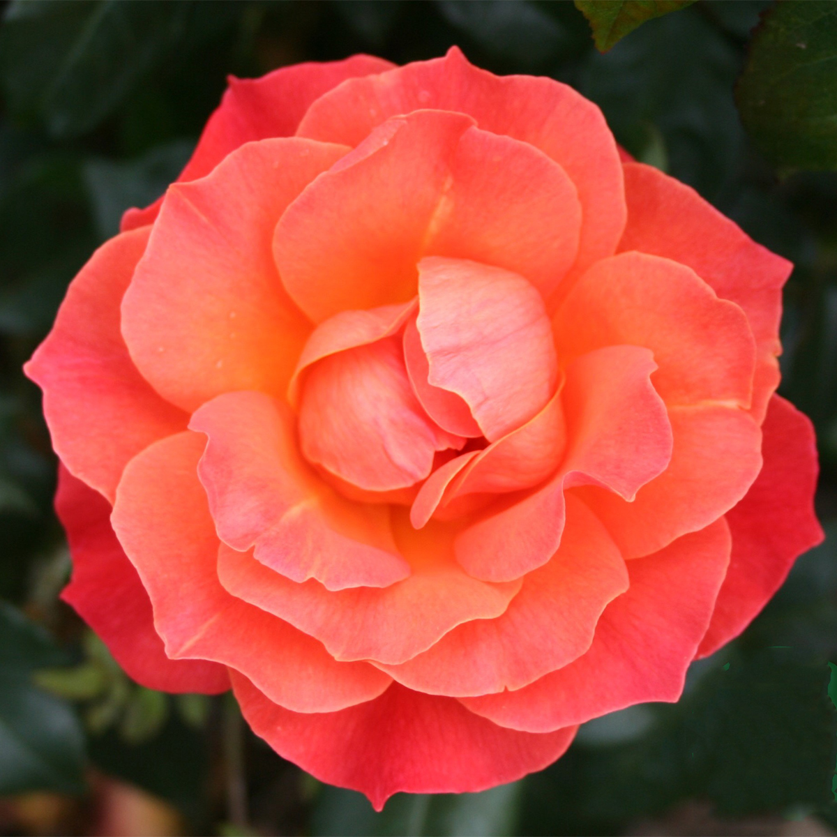 Flerblommig Rabattros Omnia Garden Fellowship