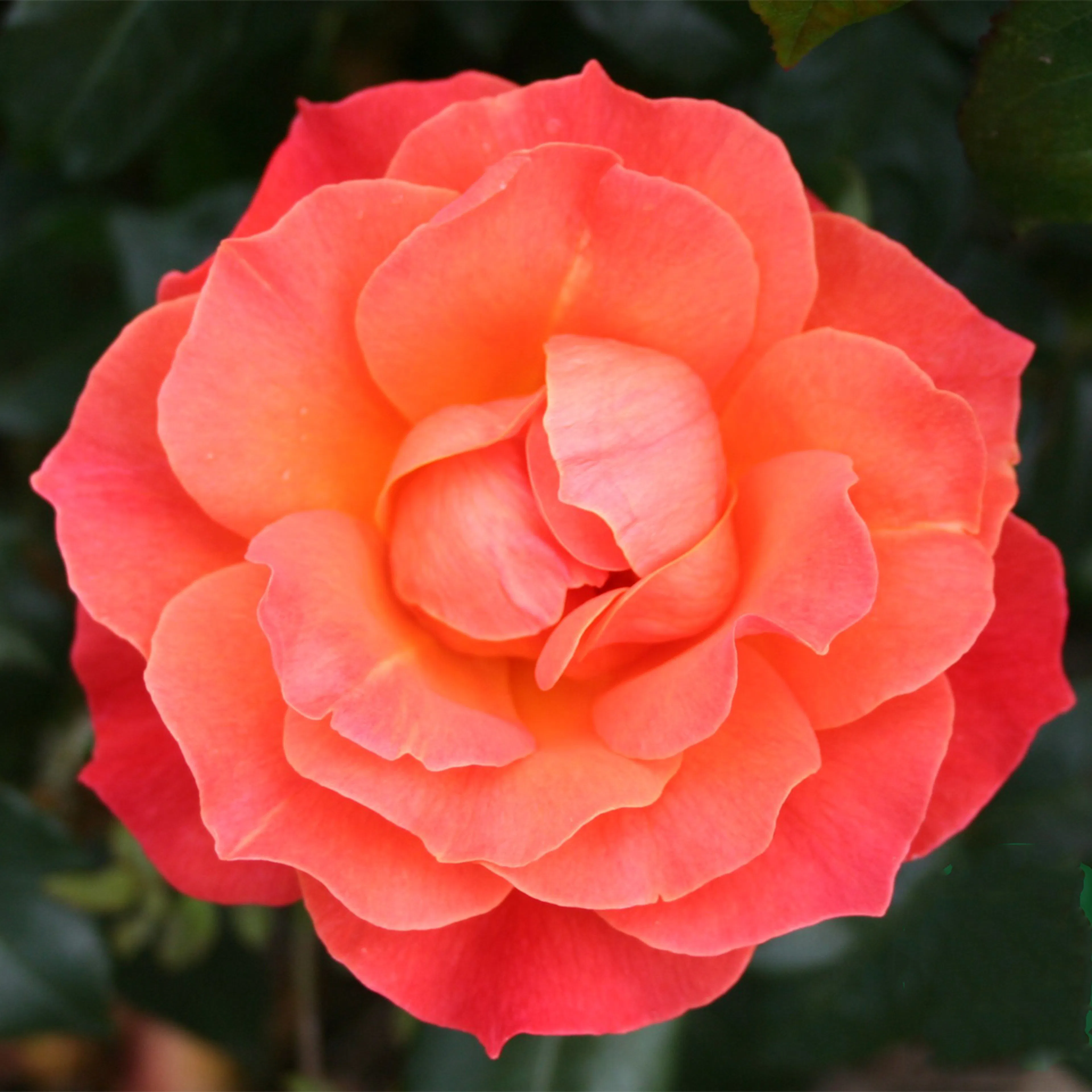 Flerblommig Rabattros Omnia Garden Fellowship