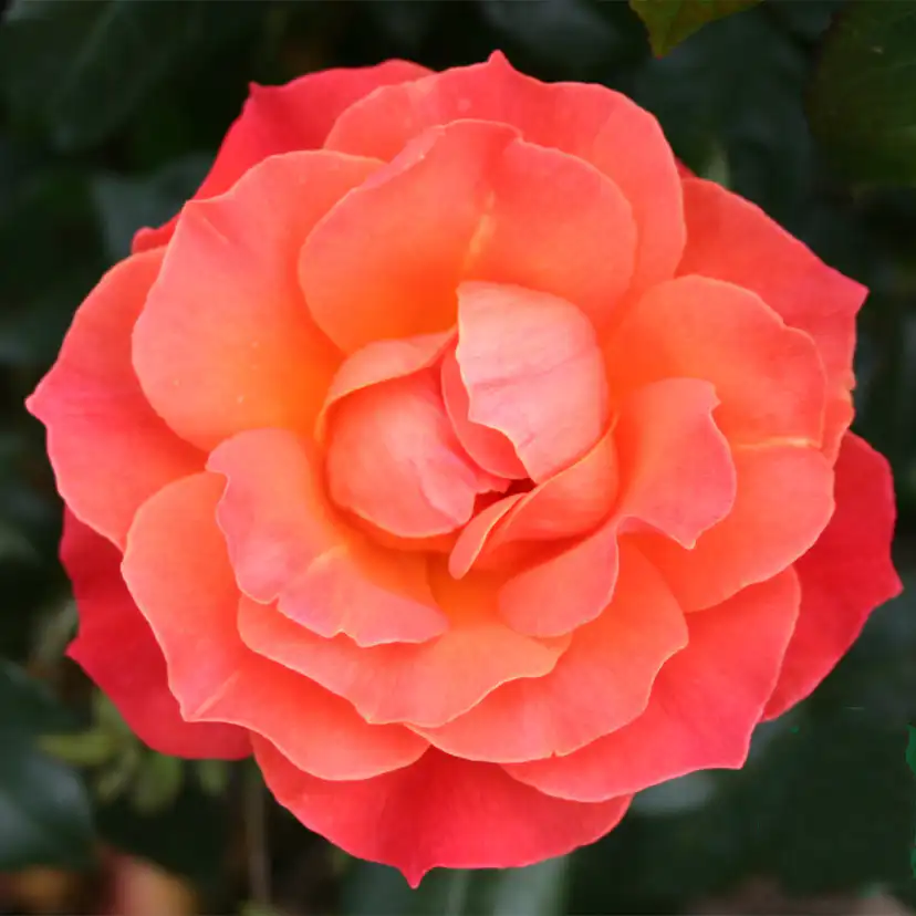 Flerblommig Rabattros Omnia Garden Fellowship