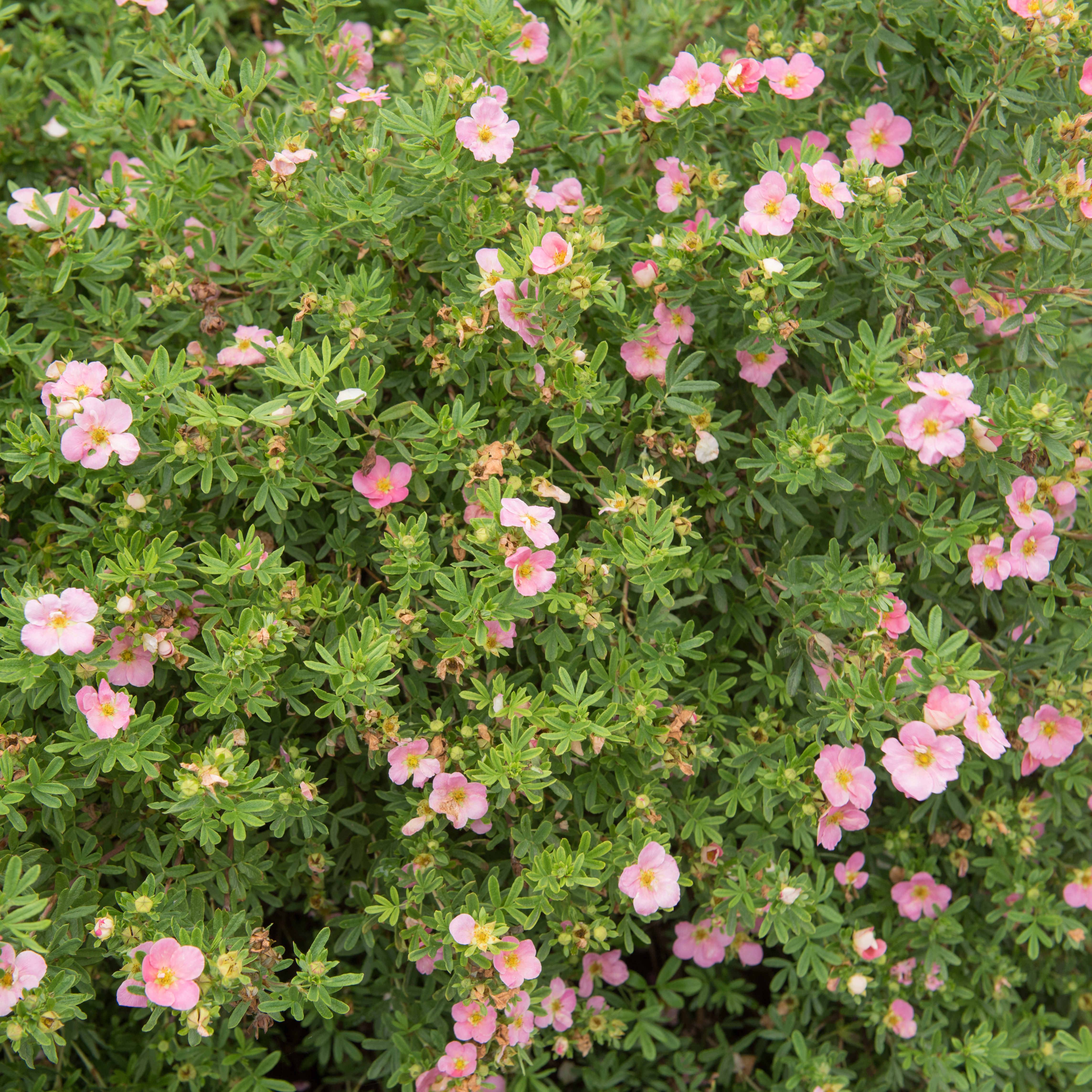 Buske Omnia Garden Ölandstok Pink Beauty