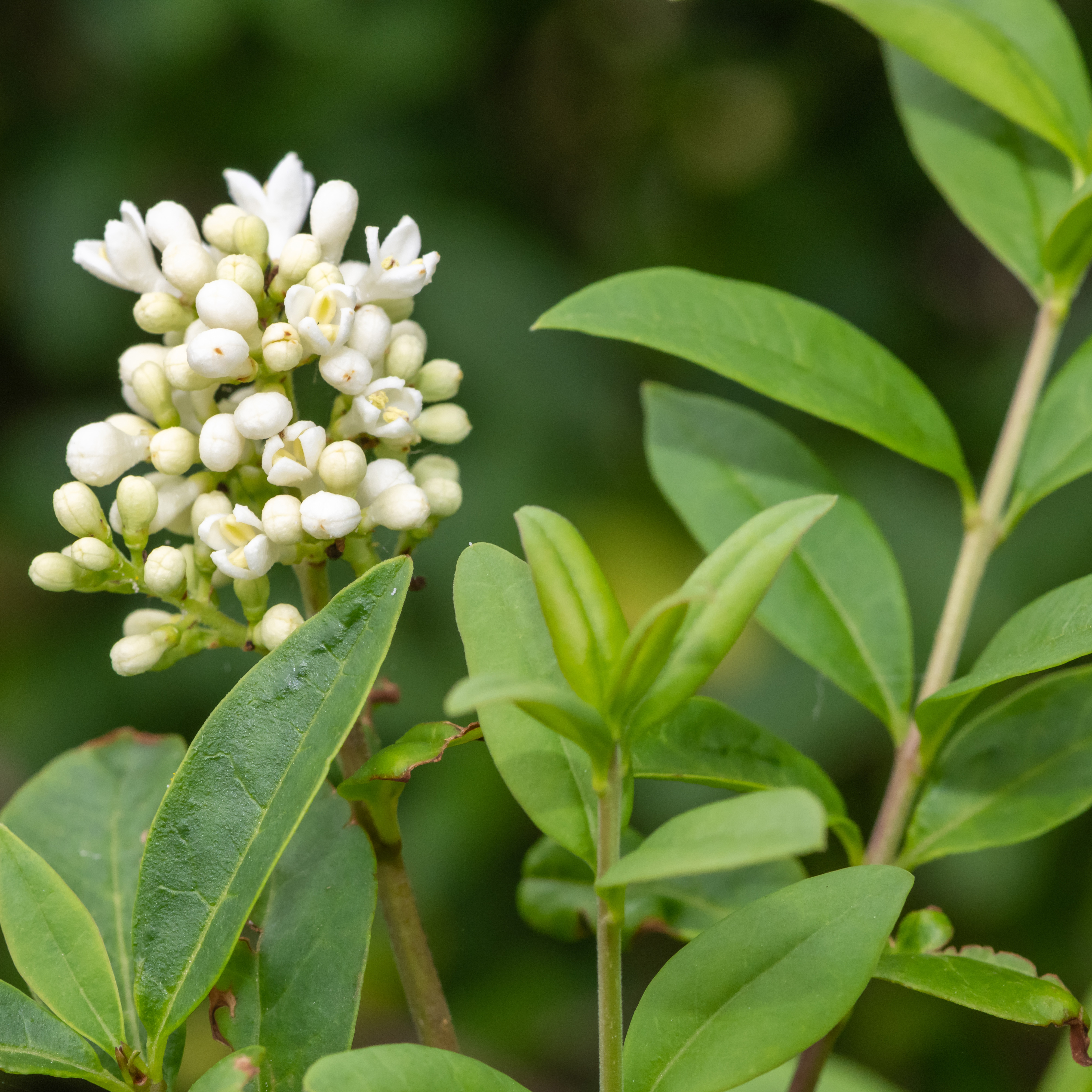 Häck Omnia Garden Liguster 30-50cm Krukodlade